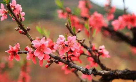 八字如何看流年桃花
