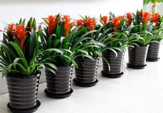 办公室放什么花风水好