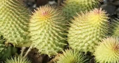 如何化解带刺植物的不良风水影响