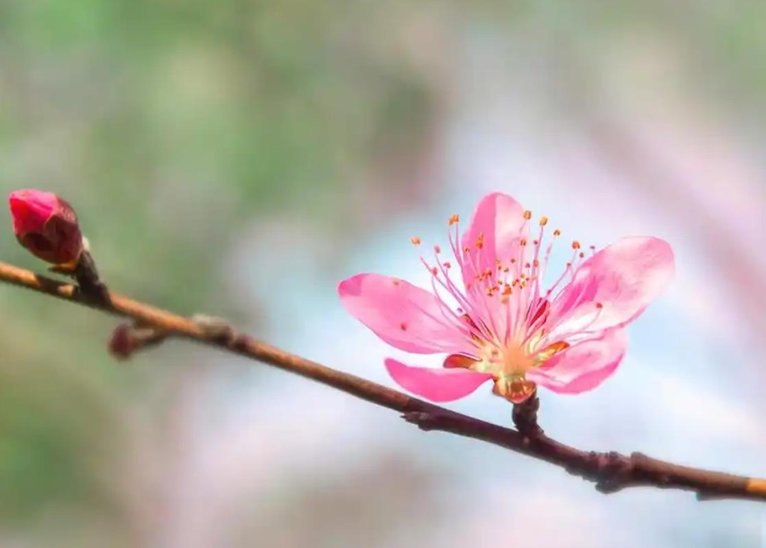烂桃花旺的八字特征