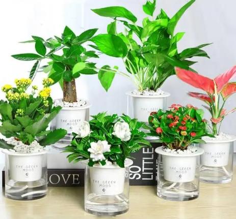 办公室​不同花卉的风水功效