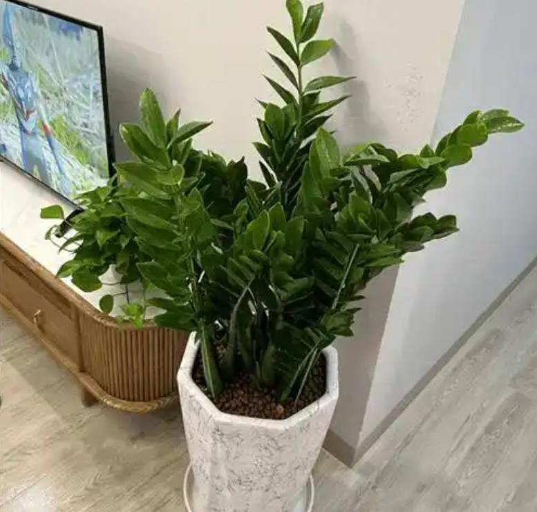 客厅养什么植物风水好