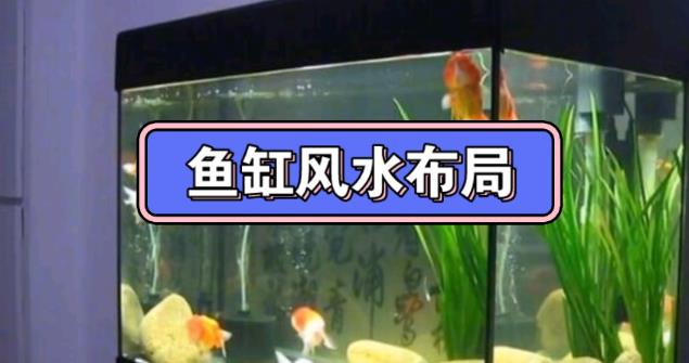 ​客厅鱼缸摆放风水禁忌