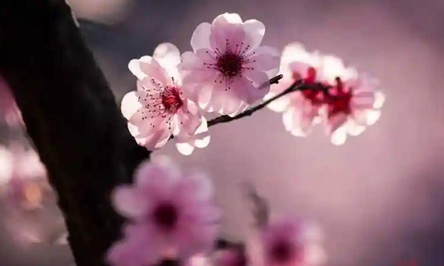 ​易招烂桃花的住宅风水特征