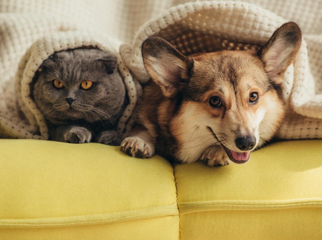 家中养猫狗风水不利怎么办