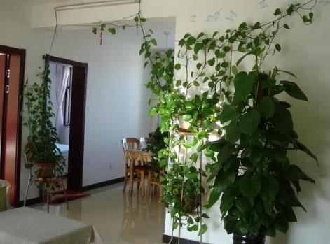 房屋客厅如何选择住宅植物