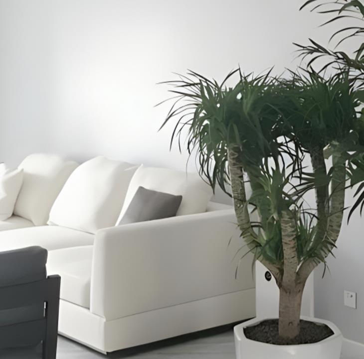 不同方位客厅的植物风水选择