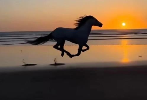 命带驿马星代表什么