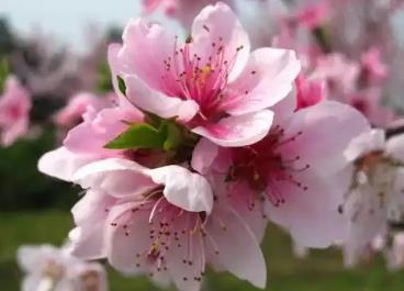 桃花多的八字有何特征