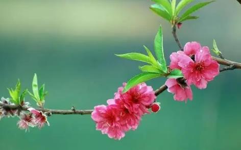 八字中的桃花星与烂桃花