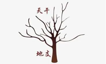 八字透干好不好