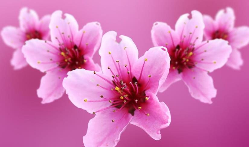 八字桃花煞的准确判断依据