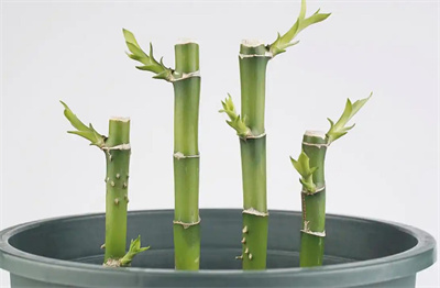 住宅摆放富贵竹风水禁忌