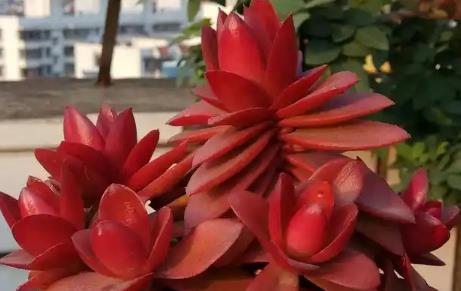 养什么植物补火