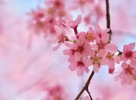 男命八字中正偏财多的人桃花多