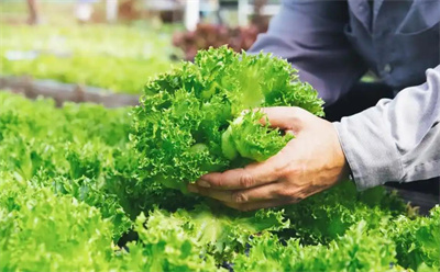 适合从事农业的八字特征