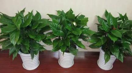 客厅摆放招财风水物的禁忌