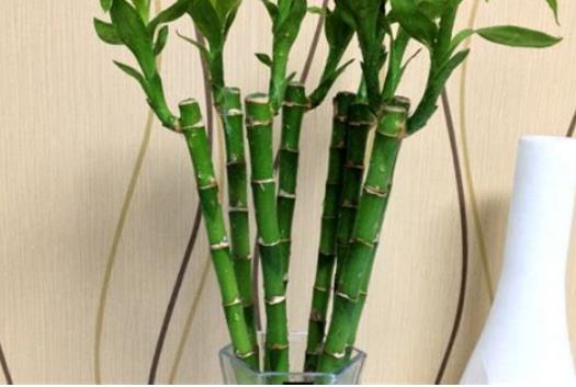 客厅摆放什么旺家财运