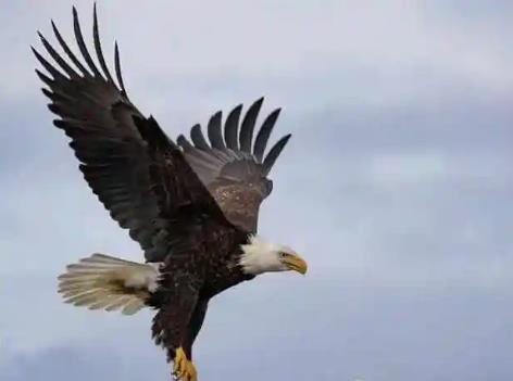 八字格局枭神夺食详解