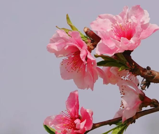 2026年流年桃花旺的特征