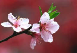 八字预测未来的婚姻对象方位