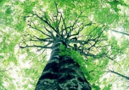 ​八字甲木日元如何取格局