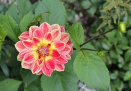 桃花红艳煞怎么化解