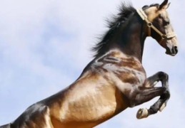 甲午年出生的人命好不好