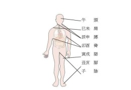 最全的八字干支与人体器官象义