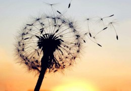 八字走正印大运的特点断法