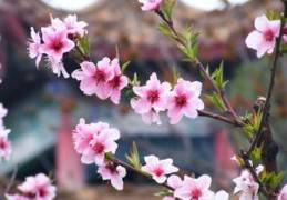 八字婚姻看你是不是二婚