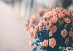 金蟾的意义与象征（金蟾的意义与象征是什么）