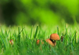 快速判别命主强衰的办法