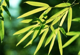 祖坟上长竹子好吗，能砍吗