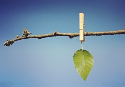 假从格八字是什么意思