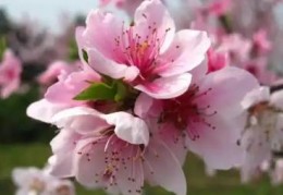 桃花多的八字有何特征