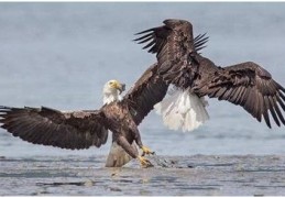 八字同时有偏印和食神好吗