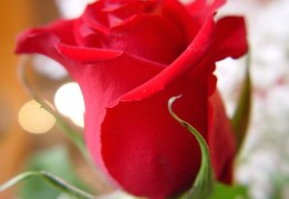 桃花运最强的八字特点（桃花运好的八字）