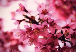 命理桃花有哪几种分类