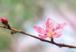 烂桃花旺的八字特征