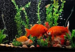 养什么不同颜色的鱼招财