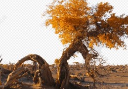 八字五行中死木与活木的断法技巧