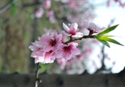 根据婚姻不顺的女命八字