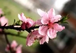 家居风水与桃花运的关系