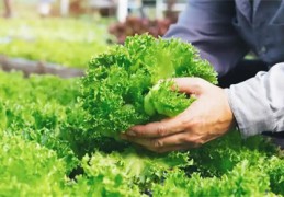 适合从事农业的八字特征