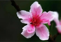 烂桃花较多的女命八字特征