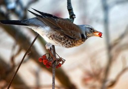 被第三者插足的八字（被第三者插足的八字是什么）