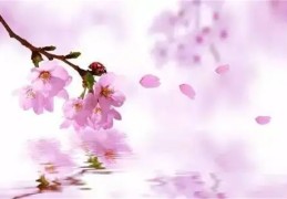 桃花子午卯酉的旺弱区分