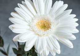 享福命的八字（享福命的八字女）