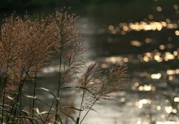 八字木火多的女人会怎样